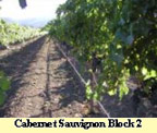 Cabernet Sauvignon  Block 2
