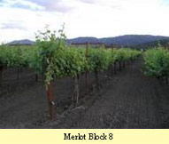 Merlot block 8
