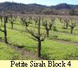 Petite Sirah Block 4