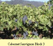 cabernet Sauvignon Block 3