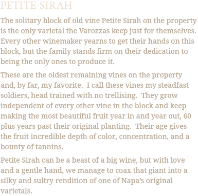 PETITE SIRAH The solitary block of old vine Petite Sirah on the property is the only varietal the Varozzas keep just for themselves. Every other winemaker yearns to get their hands on this block, but the family stands firm on their dedication to being the only ones to produce it. These are the oldest remaining vines on the property and, by far, my favorite. I call these vines my steadfast soldiers, head trained with no trellising. They grow independent of every other vine in the block and keep making the most beautiful fruit year in and year out, 60 plus years past their original planting. Their age gives the fruit incredible depth of color, concentration, and a bounty of tannins. Petite Sirah can be a beast of a big wine, but with love and a gentle hand, we manage to coax that giant into a silky and sultry rendition of one of Napa’s original varietals.